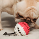 Cabo de guerra para perros – PupHappy