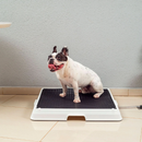 Baño inteligente para pet