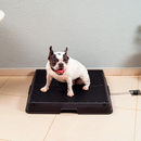 Baño inteligente para pet